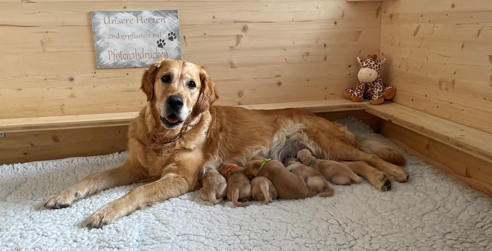 Csilla mit ihren Welpen vom J-Wurf