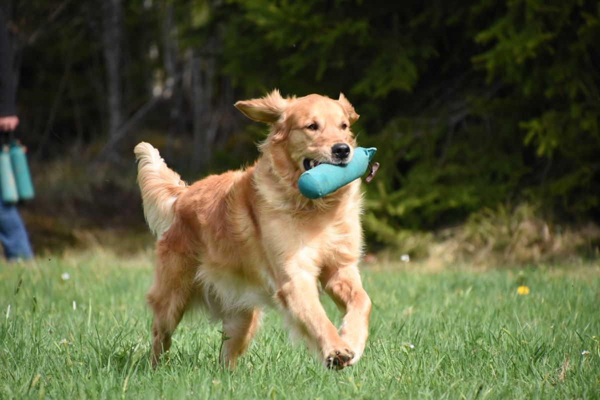 Nanouk (Aron Golden Harmony vom Rebhügel) beim Dummy-Training 2019