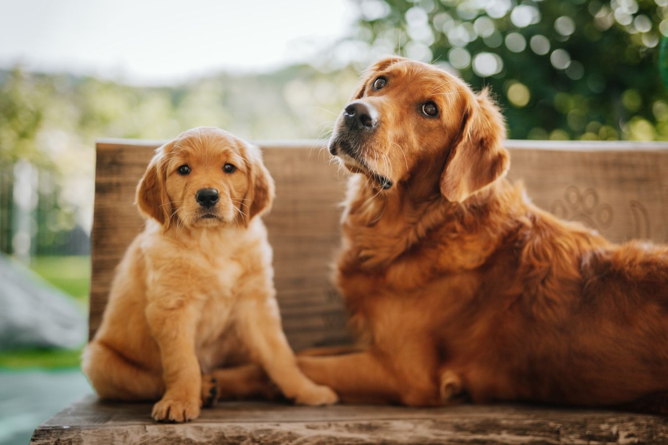 M-Wurf Welpe mit Ajka