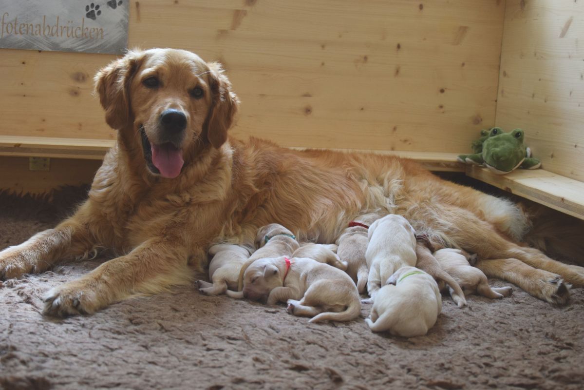 Dana mit ihrem K-Wurf