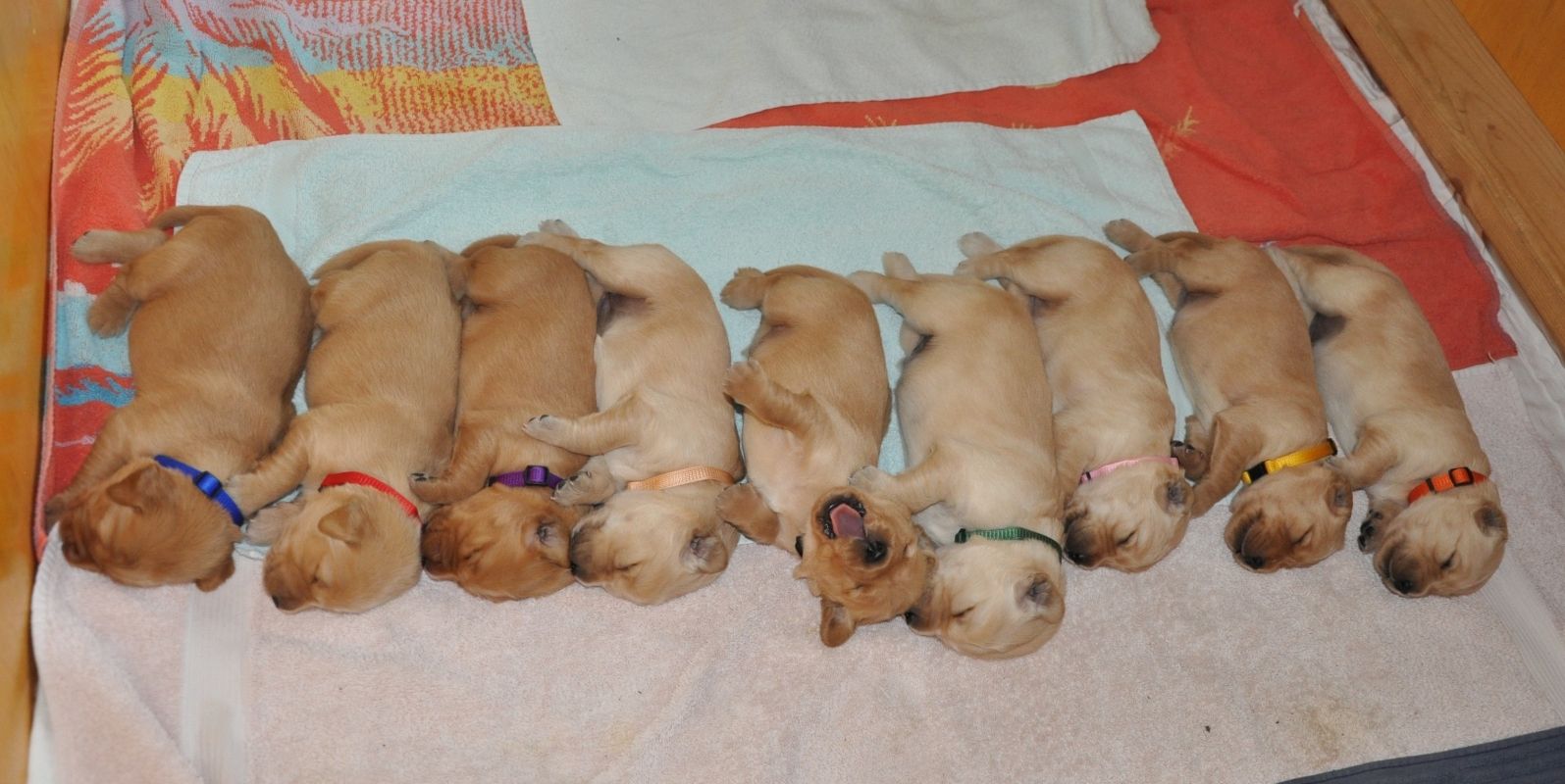 A-Wurf Welpen (Avalon (Cheyenne), Aileen, Arrow, Aurora, Ayuk (Yaro), Aron (Nanouk), Ayla, Amari (Cia) und Ayana (v.l.n.r.))